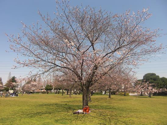 100330・大泉緑地公園など 006