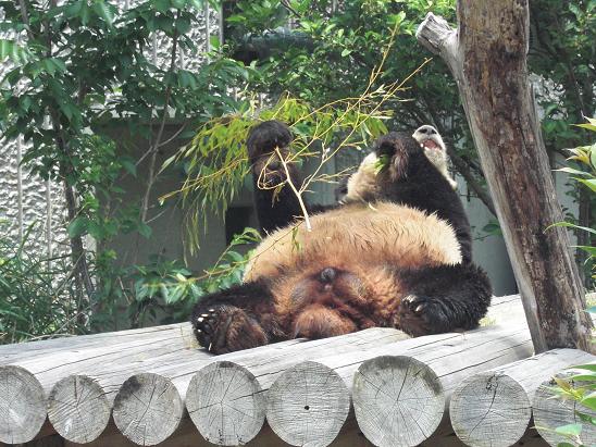 100513・王子動物園 007