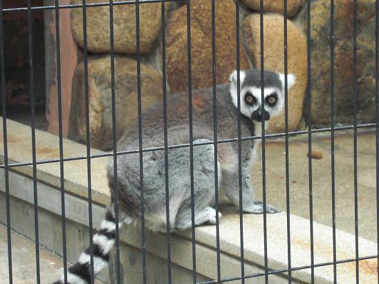 100514・王子動物園 006