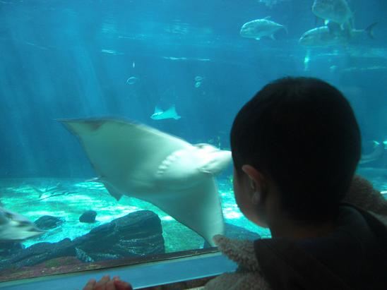 100404・須磨水族館のユウシン 001