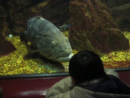 120105・須磨水族園 (16)