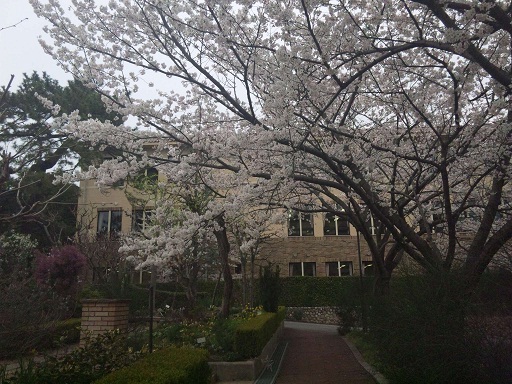 120410・大学の桜と3年ゼミコン (2)