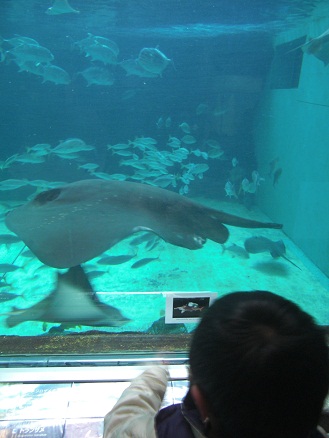 120105・須磨水族園 (13)