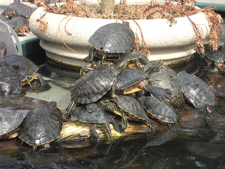 120301・須磨水族園・ユウシン (7)