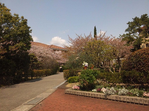 120417・大学の桜・3年ゼミ (2)