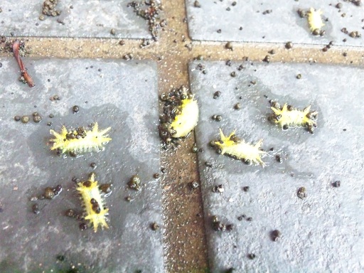 見に行くと 黄色い毛虫がポトポトと はげしく学び はげしく遊ぶ 石川康宏研究室