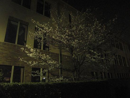 130328　大学の夜桜1