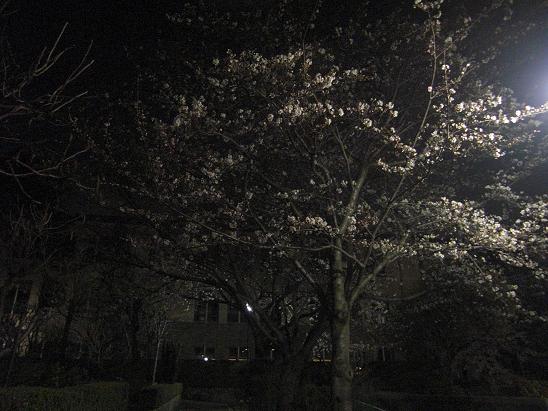 130328　大学の夜桜6