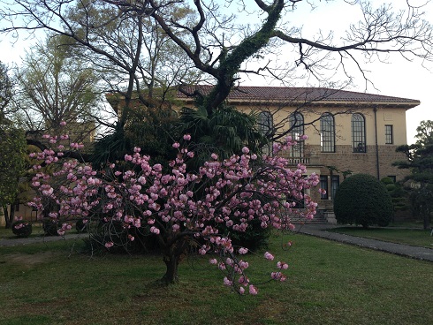 140414　大学中庭 (2)