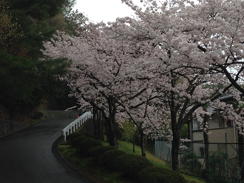 150401　大学の桜 (3)
