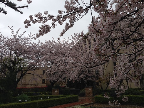 150403　入学式・雨の桜 (12)