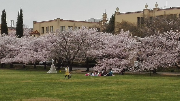 170410　妹新参お花見 (2)