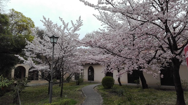 170410　妹新参お花見 (9)