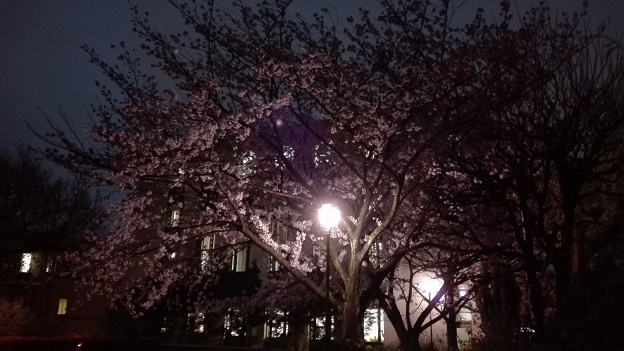 170411　大学夜桜 (4)