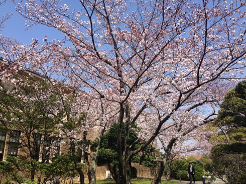 150330　大学の桜 (5)