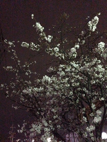 150331　新参ズ・夜桜 (2)