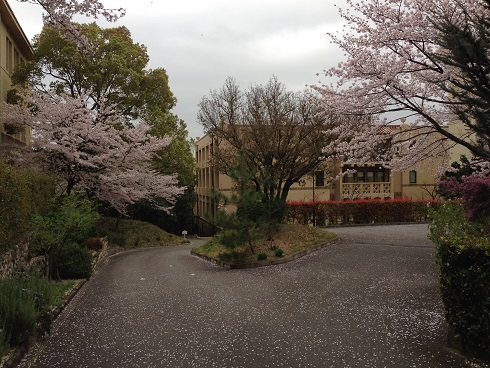 150403　入学式・雨の桜 (2)