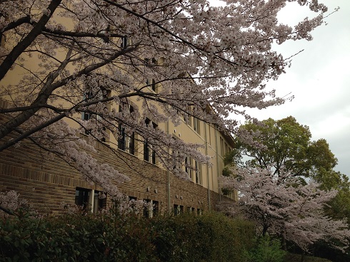 150403　入学式・雨の桜 (4)