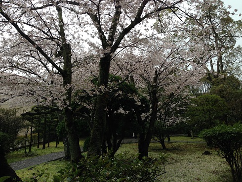 150403　入学式・雨の桜 (6)