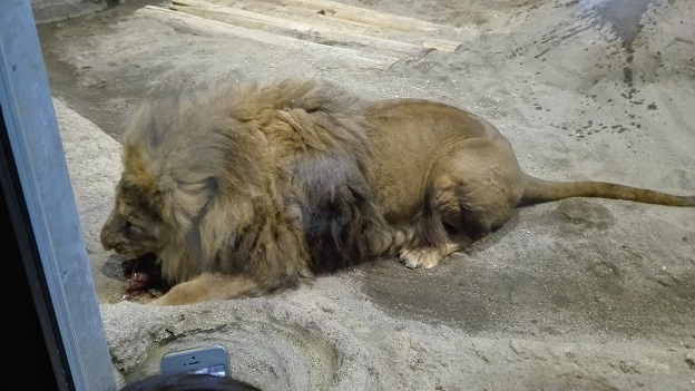 180226　札幌２日目動物園 (22)