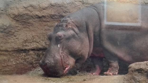 180226　札幌２日目動物園 (22)