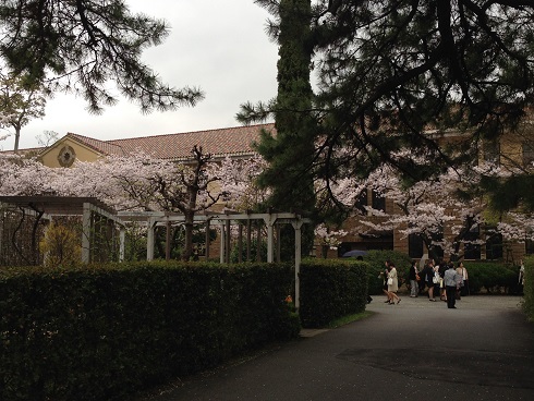 150403　入学式・雨の桜 (3)