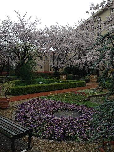 150403　入学式・雨の桜 (11)