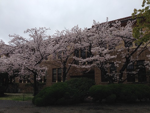 150403　入学式・雨の桜 (1)