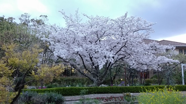 160404　入学式の桜 (2)