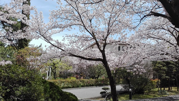 160406　大学の桜 (1)