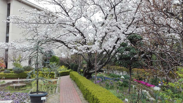 170406　大学桜 (1)