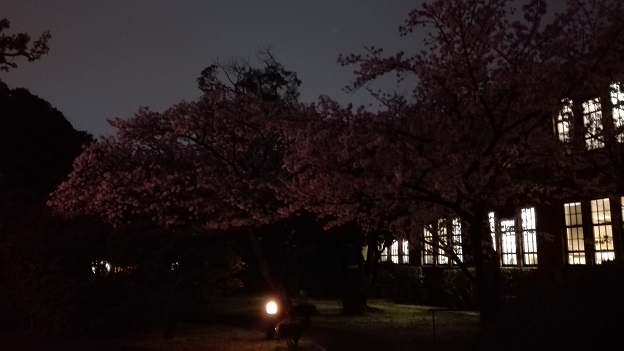170411　大学夜桜 (6)