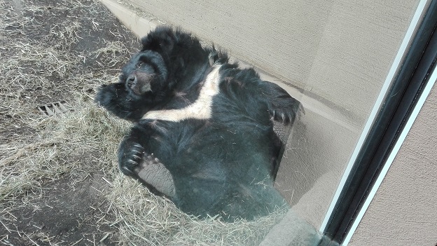 180226　札幌２日目動物園 (22)