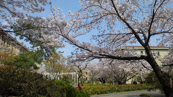 190408　大学の桜 (4)