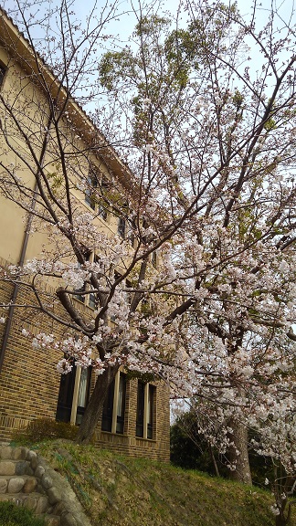 190329　大学の桜 (1)