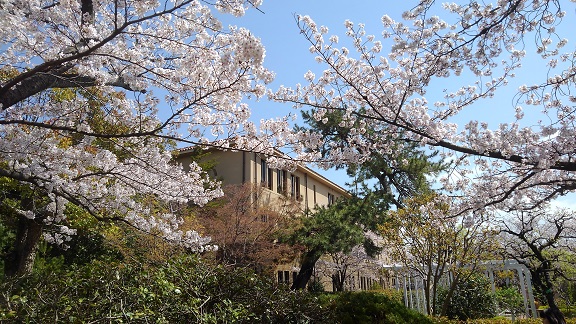 190408　大学の桜 (4)