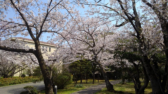 190408　大学の桜 (4)