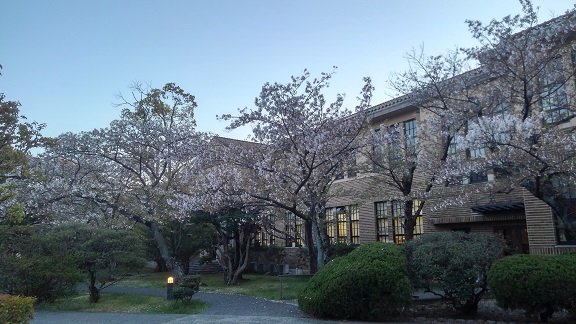 190415　大学の櫻 (1)