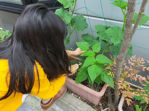 220526　ミニ菜園 (1)