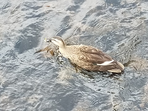 220829　妹新参自由研究