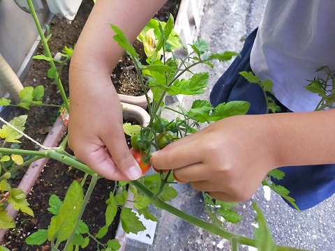 220629　ミニ菜園・トマト (3)