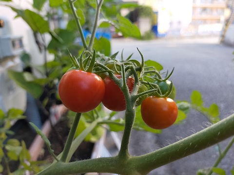 220629　ミニ菜園・トマト (3)