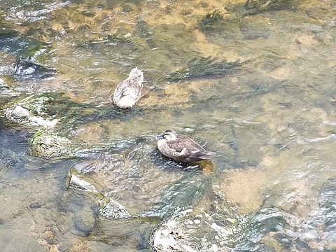 220812　妹新参・塾休み (1)