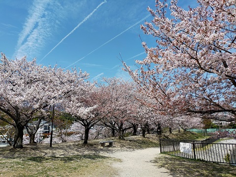 230404　桜 (1)