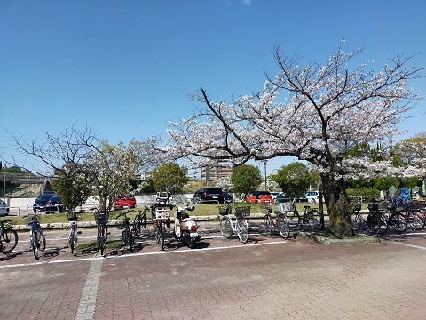 230328　桜・本 (2)