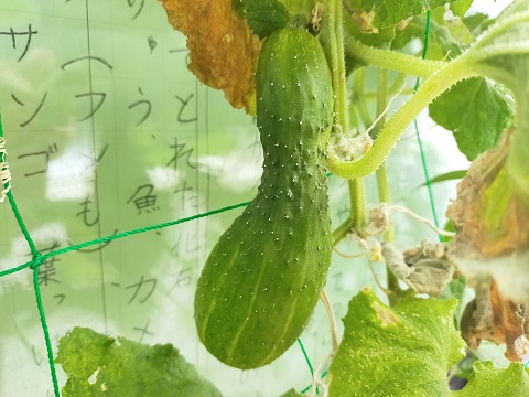 240915　野菜 (1)