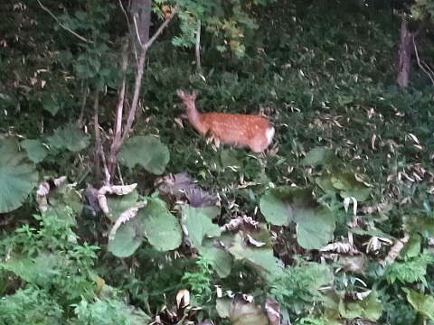 240901　北海道２日目 (110)