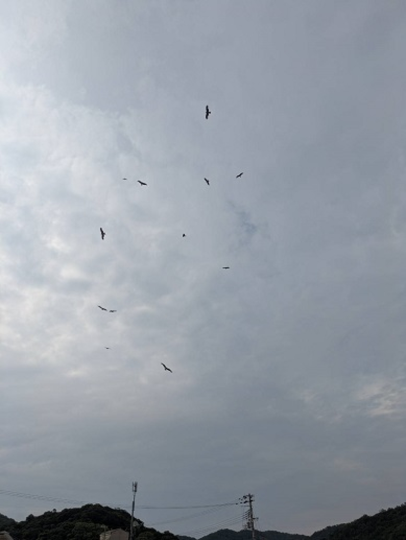 250612　島脱出 (3)