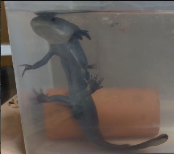 250904　ウパ